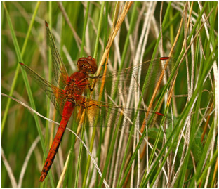 Sympetrum flaveolum mâle