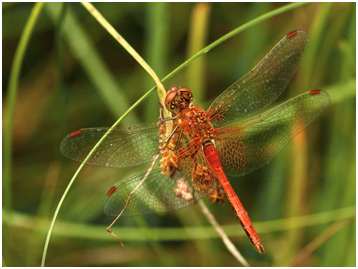 Sympetrum flaveolum mâle