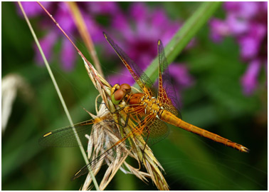 Sympetrum flaveolum mâle immature