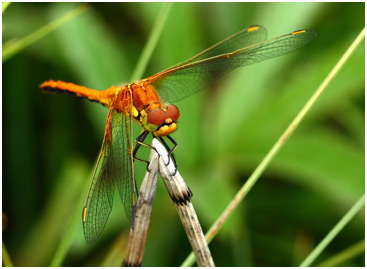 Sympetrum flaveolum mâle immature