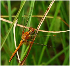 Sympetrum flaveolum mâle immature