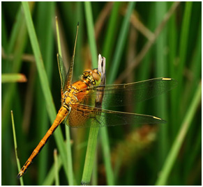 Sympetrum flaveolum mâle immature