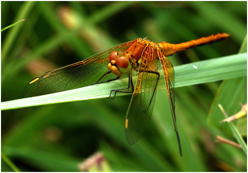 Sympetrum flaveolum mâle immature