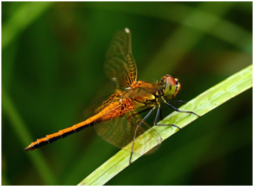 Sympetrum flaveolum mâle immature