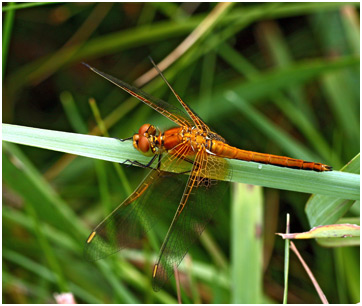 Sympetrum flaveolum mâle immature