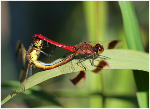 Sympetrum pedemontanum accouplement