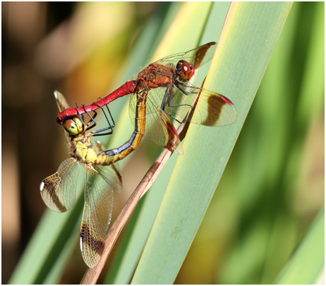 Sympetrum pedemontanum accouplement