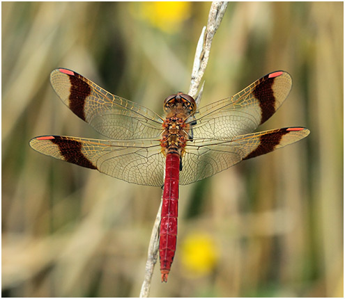 Sympetrum pedemontanum mâle mature