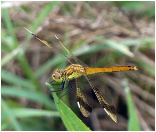 Sympetrum pedemontanum femelle