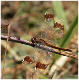 Sympetrum pedemontanum femelle