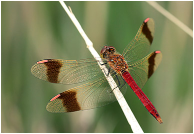 Sympetrum pedemontanum mâle