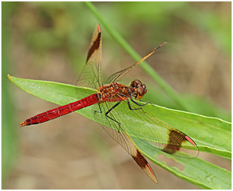 Sympetrum pedemontanum mâle