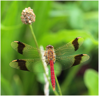 Sympetrum pedemontanum mâle