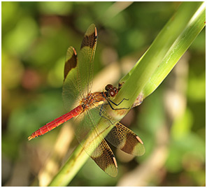 Sympetrum pedemontanum mâle