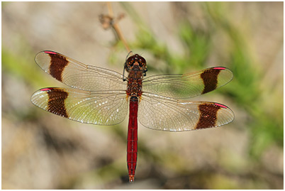 Sympetrum pedemontanum mâle