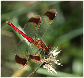 Sympetrum pedemontanum mâle