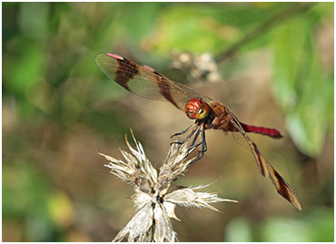 Sympetrum pedemontanum mâle