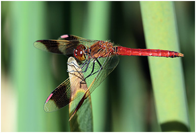 Sympetrum pedemontanum mâle