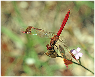Sympetrum pedemontanum mâle