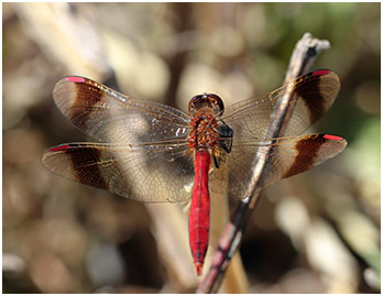 Sympetrum pedemontanum mâle