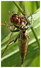 Sympetrum pedemontanum