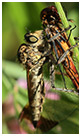 Sympetrum pedemontanum