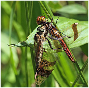 Sympetrum pedemontanum