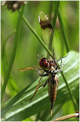 Sympetrum pedemontanum