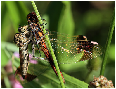 Sympetrum pedemontanum