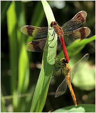 Sympetrum pedemontanum tandem avec S. depressiusculum