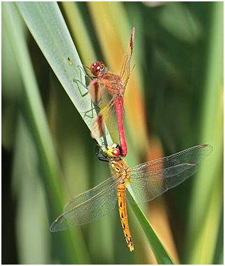 Sympetrum pedemontanum tandem avec S. depressiusculum