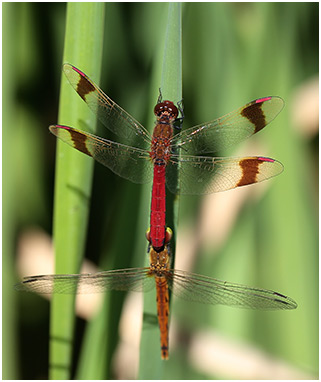 Sympetrum pedemontanum tandem avec S. depressiusculum