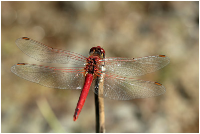 Sympetrum fonscolombii mâle mature