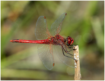 Sympetrum fonscolombii mâle mature