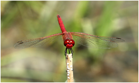 Sympetrum fonscolombii mâle mature