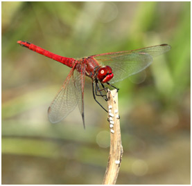 Sympetrum fonscolombii mâle mature