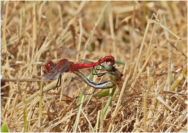 Sympetrum fonscolombii accouplement