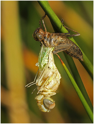 Sympetrum fonscolombii mâle émergence