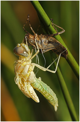 Sympetrum fonscolombii mâle émergence