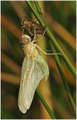 Sympetrum fonscolombii mâle émergence