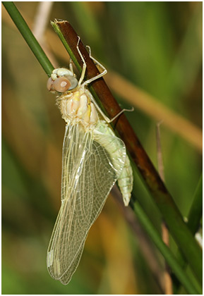 Sympetrum fonscolombii mâle émergence