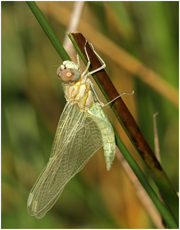 Sympetrum fonscolombii mâle émergence