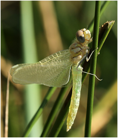 Sympetrum fonscolombii mâle émergence