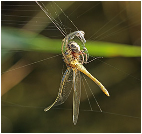 Sympetrum fonscolombii