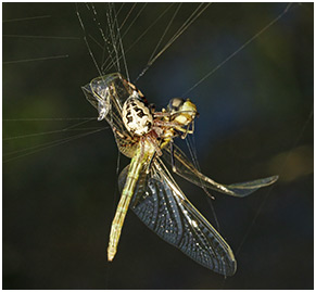 Sympetrum fonscolombii