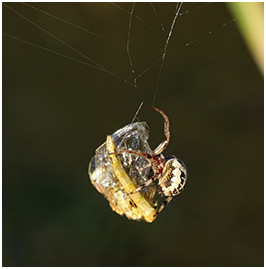 Sympetrum fonscolombii