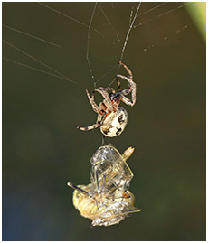 Sympetrum fonscolombii