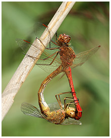 Sympetrum meridionale accouplement