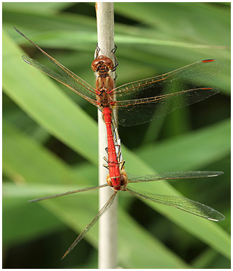 Sympetrum meridionale accouplement