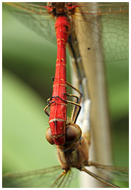 Sympetrum meridionale accouplement